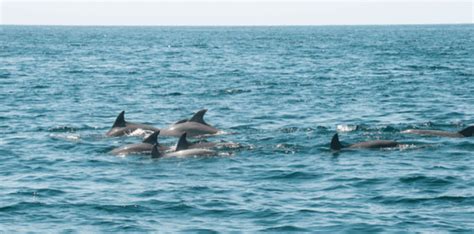 new smyrna dolphin tours.